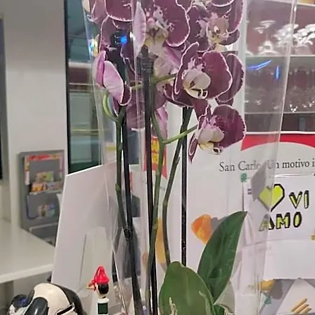 Orchidea