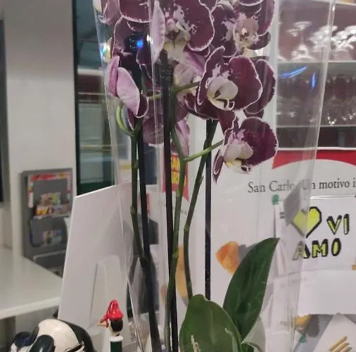 Hotel Orchidea Lignano Sabbiadoro